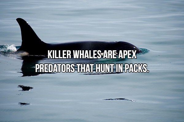 Interesting Facts About Most Dangerous Animals In The World (18 pics)
