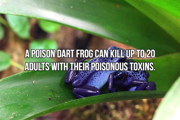 Interesting Facts About Most Dangerous Animals In The World (18 pics)
