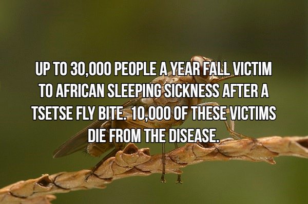 Interesting Facts About Most Dangerous Animals In The World (18 pics)
