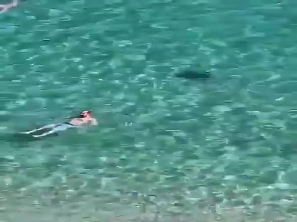 Don't Worry, It Is Just A Shark