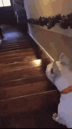 Acid Gifdump, December 13 (25 gifs)
