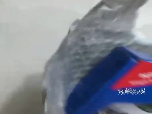 I Do Not Know Why I Did It
