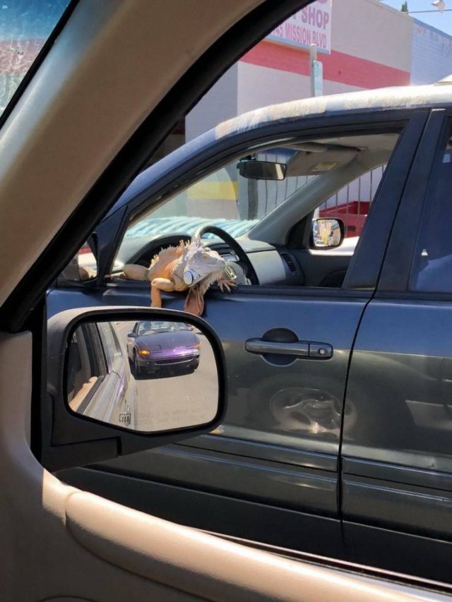 Strange Car Photos (59 pics)