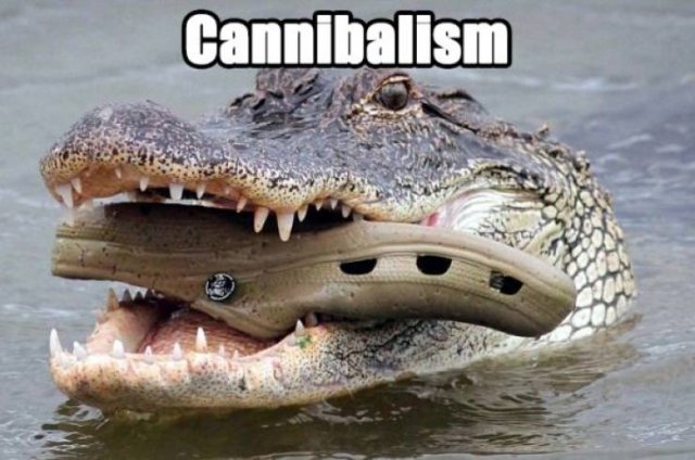 Crocs Memes (30 pics)