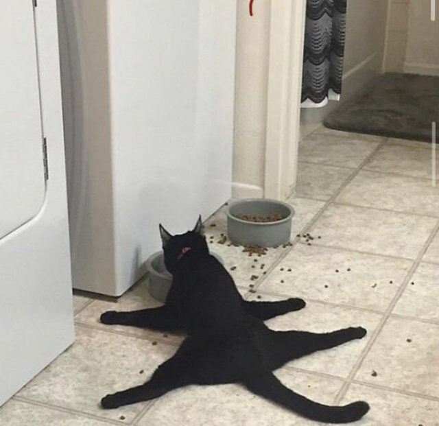 Funny Pictures Of Cats (30 pics)