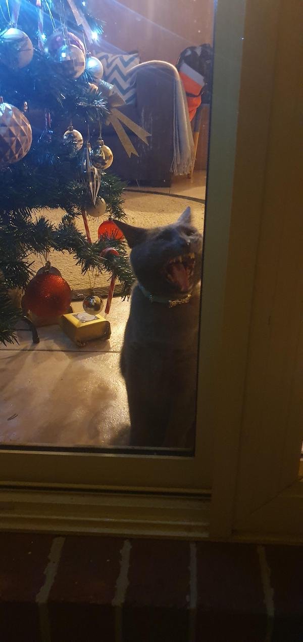 Funny Pictures Of Cats (30 pics)