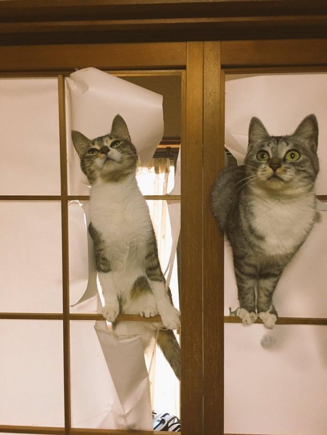 Funny Pictures Of Cats (30 pics)
