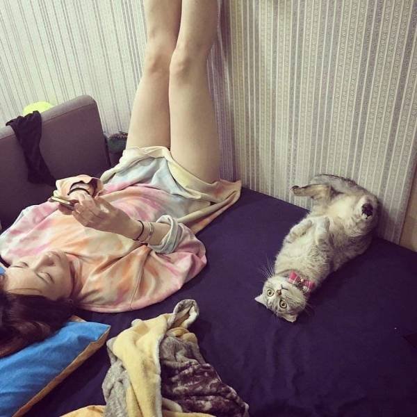 Funny Pictures Of Cats (30 pics)