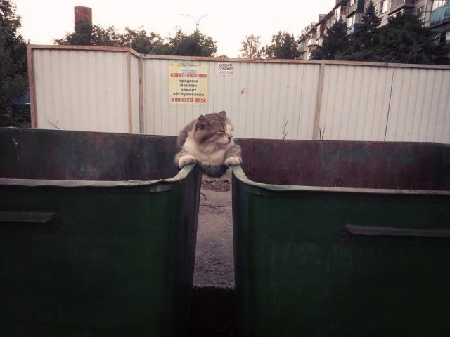 Funny Pictures Of Cats (30 pics)