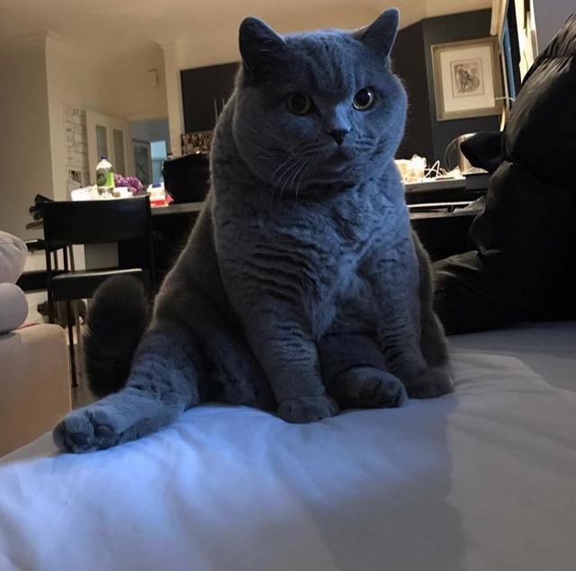 Funny Pictures Of Cats (30 pics)