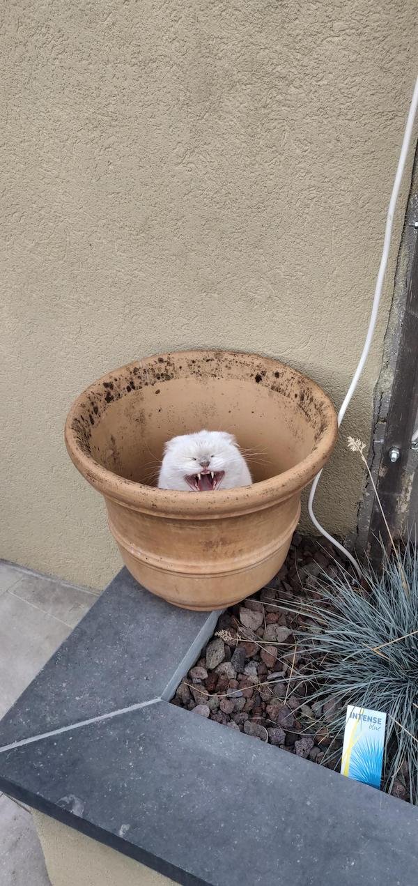 Funny Pictures Of Cats (30 pics)