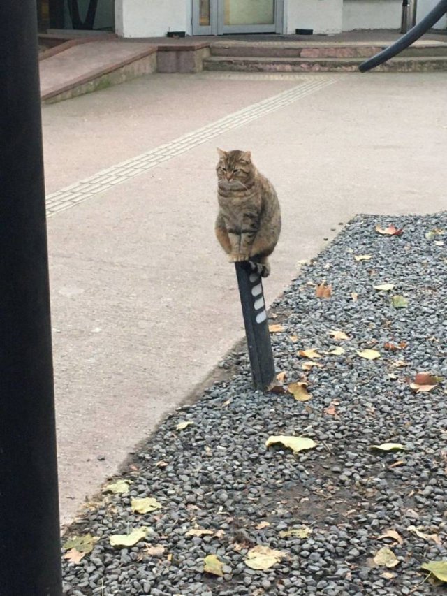 Funny Pictures Of Cats (30 pics)