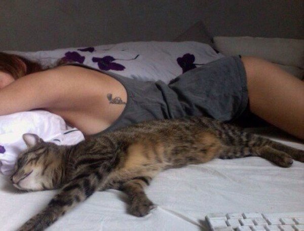 Funny Pictures Of Cats (30 pics)