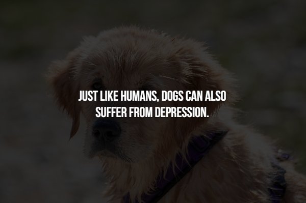 Interesting Facts (15 pics)