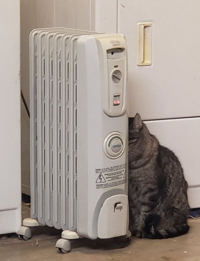 Funny Pictures Of Cats (30 pics)