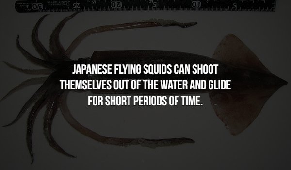 Interesting Facts (15 pics)