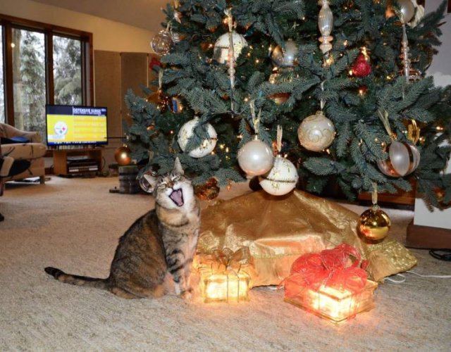 Funny Pictures Of Cats (30 pics)