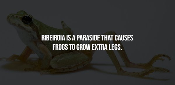 Interesting Facts (15 pics)