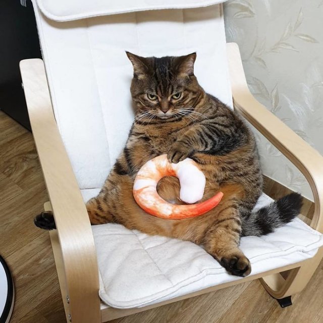 Funny Pictures Of Cats (30 pics)