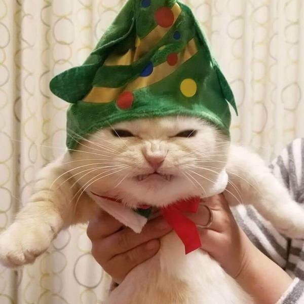 Funny Pictures Of Cats (30 pics)