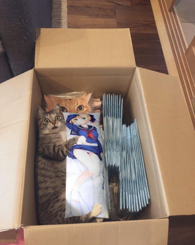 Funny Pictures Of Cats (30 pics)