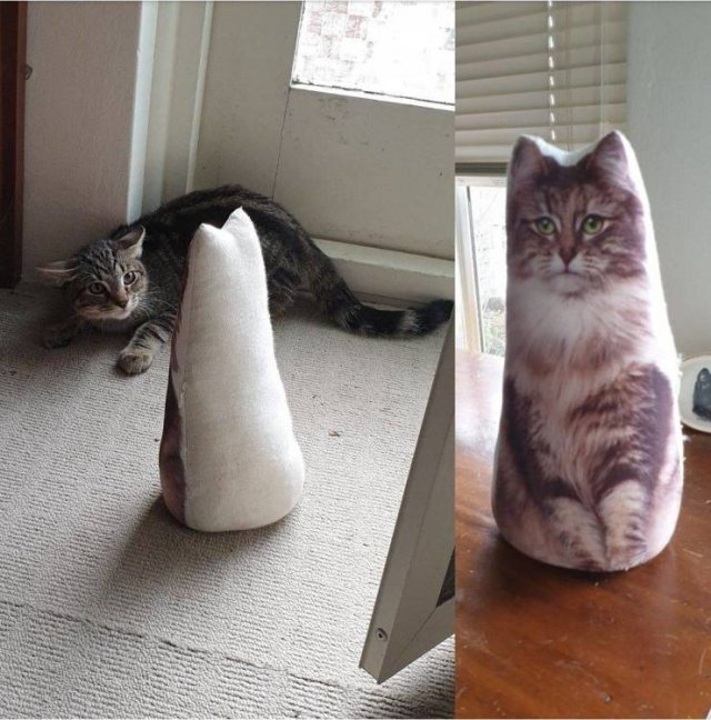 Funny Pictures Of Cats (30 pics)