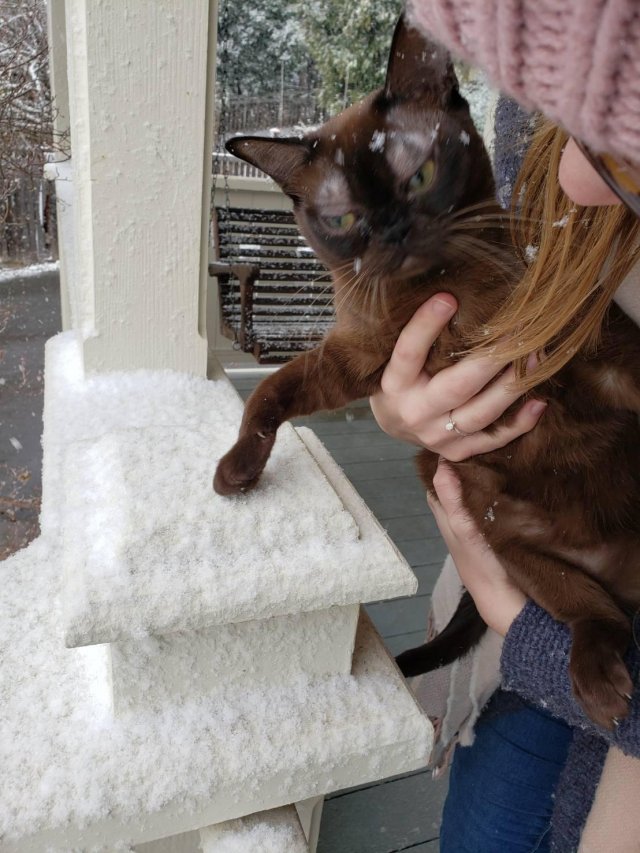 Funny Pictures Of Cats (30 pics)
