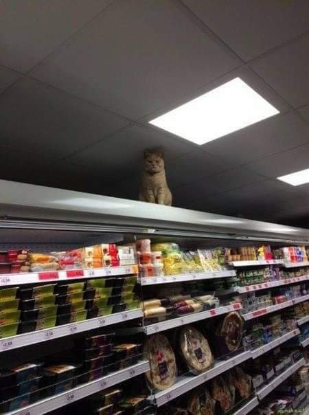 Funny Pictures Of Cats (30 pics)