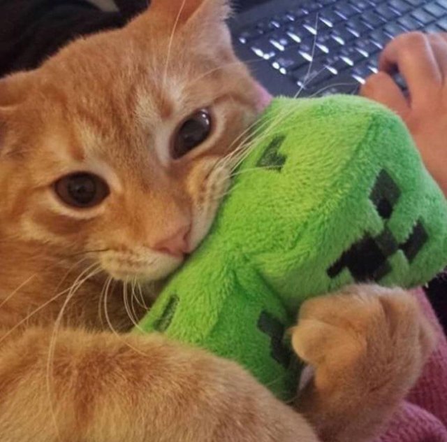 Funny Pictures Of Cats (30 pics)