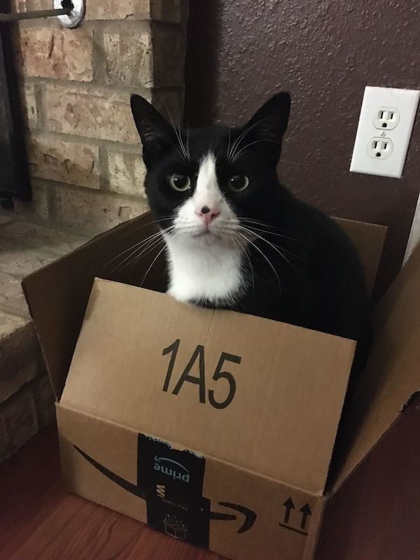 Funny Pictures Of Cats (30 pics)