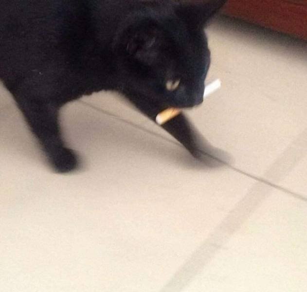 Funny Pictures Of Cats (30 pics)