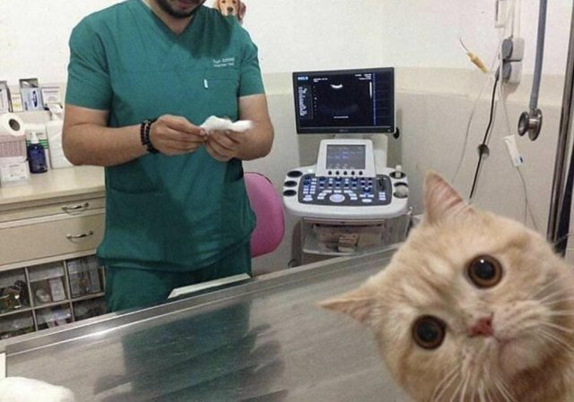 Funny Pictures Of Cats (30 pics)