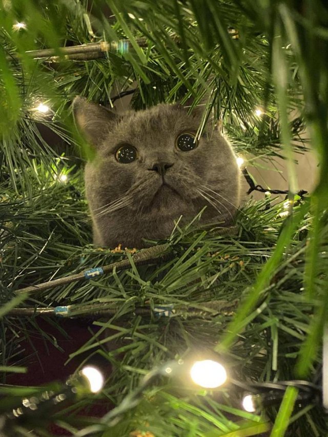 Funny Pictures Of Cats (30 pics)