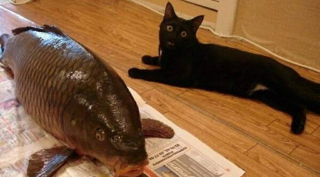 Acid Picdump. Part 1 (71 pics)