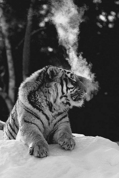 Acid Picdump. Part 1 (71 pics)