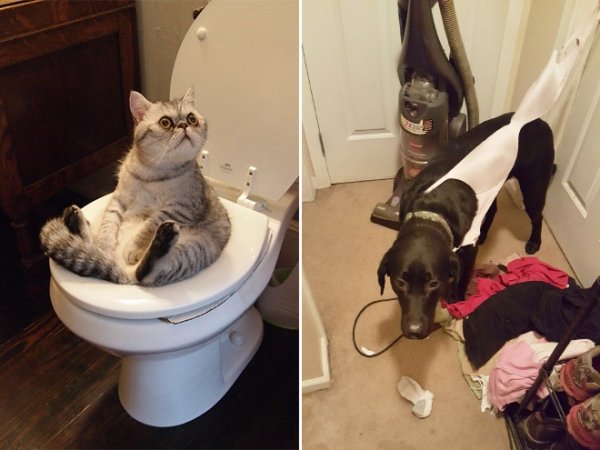 Hilarious Pet Fails (30 pics)