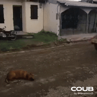 Acid Gifdump, December 16 (25 gifs)