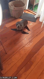 Acid Gifdump, December 17 (25 gifs)