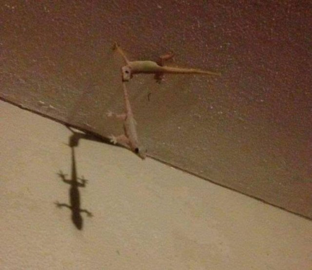 Acid Picdump. Part 1 (101 pics)