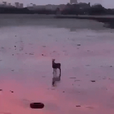 Acid Gifdump, December 18 (25 gifs)