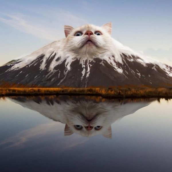 Cool Photoshopped Animals (30 pics)