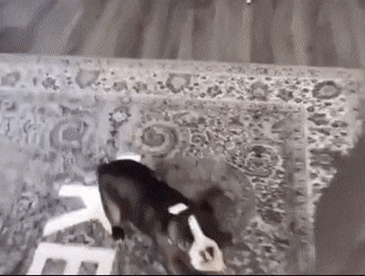 Acid Gifdump, December 20 (25 gifs)