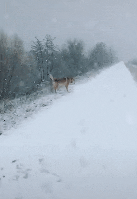 Acid Gifdump, December 20 (25 gifs)