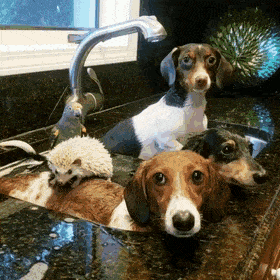 Acid Gifdump, December 20 (25 gifs)