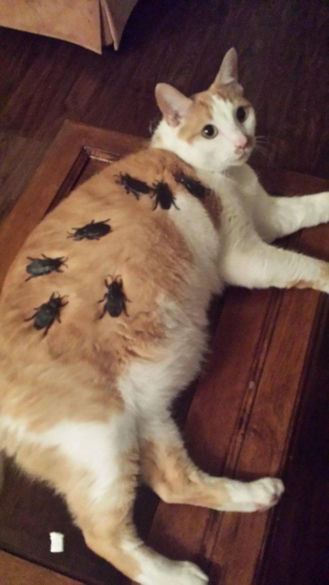Husbands And Boyfriends Who Bring Their Relationships To The Next Level (45 pics)