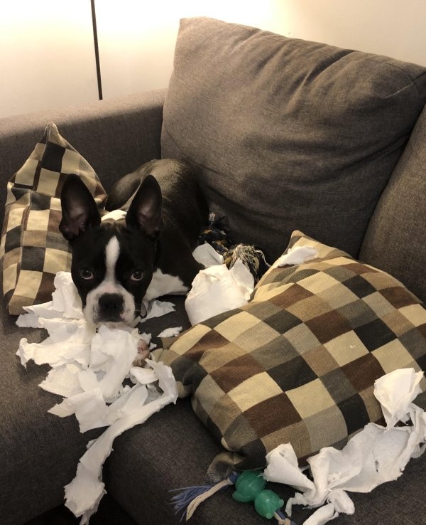 Dog Shaming (28 pics)