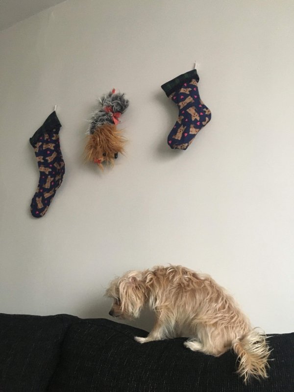 Dog Shaming (28 pics)