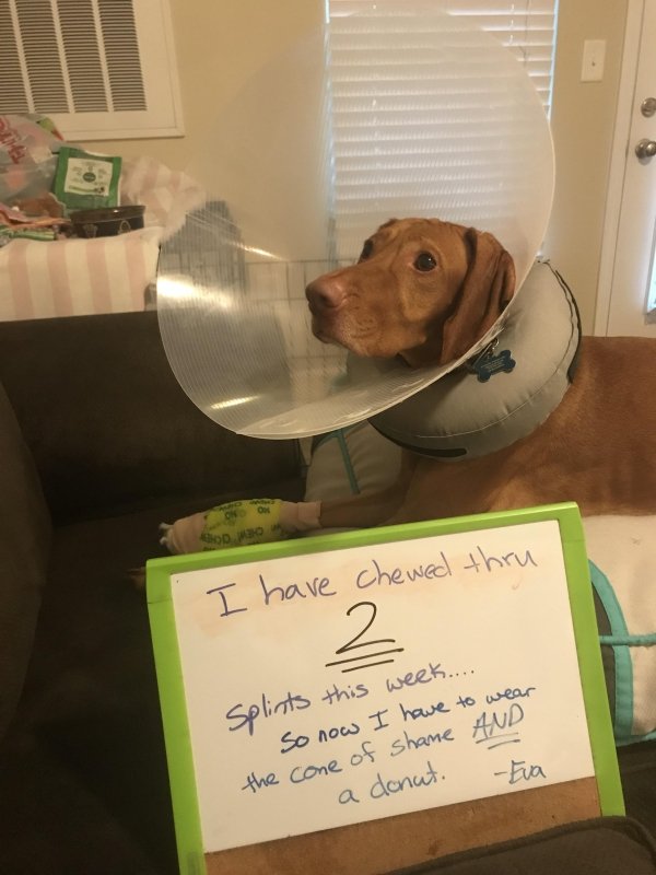 Dog Shaming (28 pics)