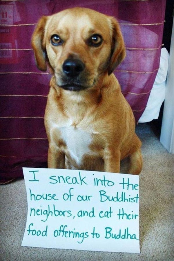 Dog Shaming (28 pics)