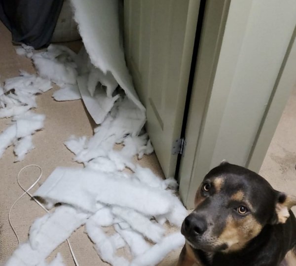 Dog Shaming (28 pics)